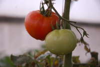 Red_green_tomatoes_10