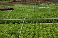 Lettuce_pruduction_farm_4