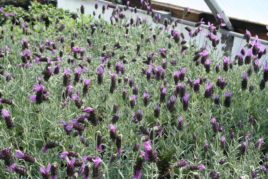 Spanish_lavender