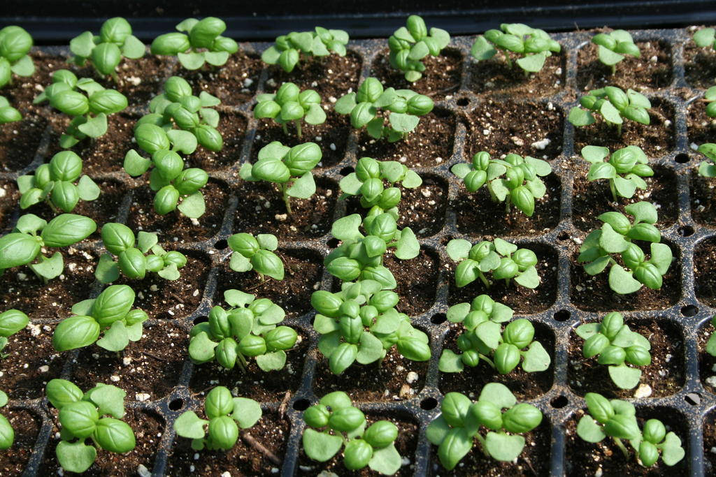 Basil_seedlings