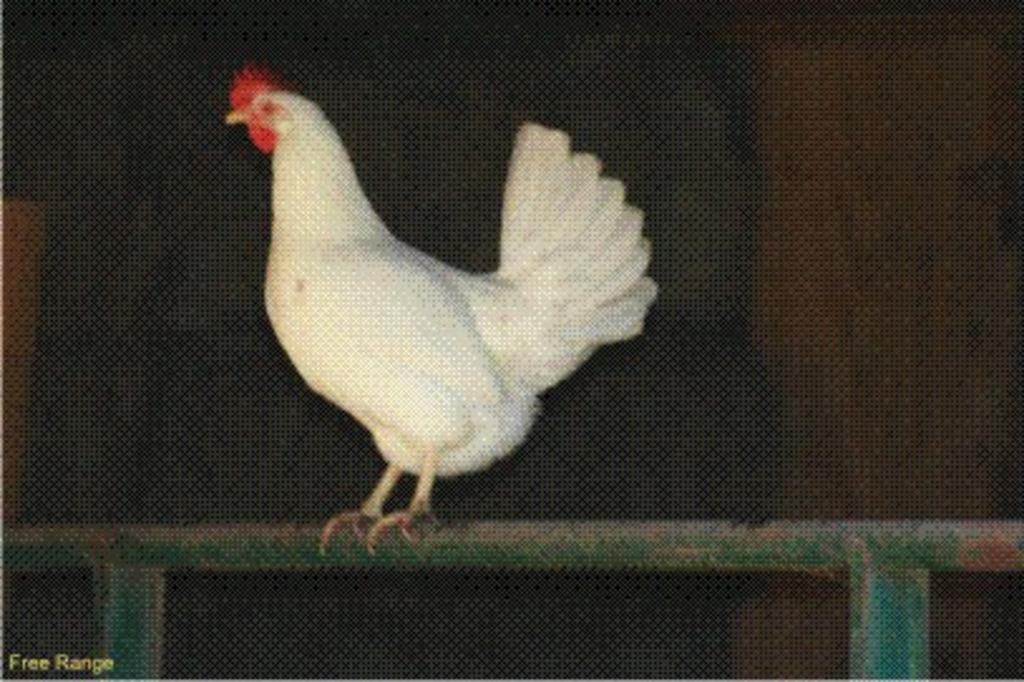 Dogwood_chicken