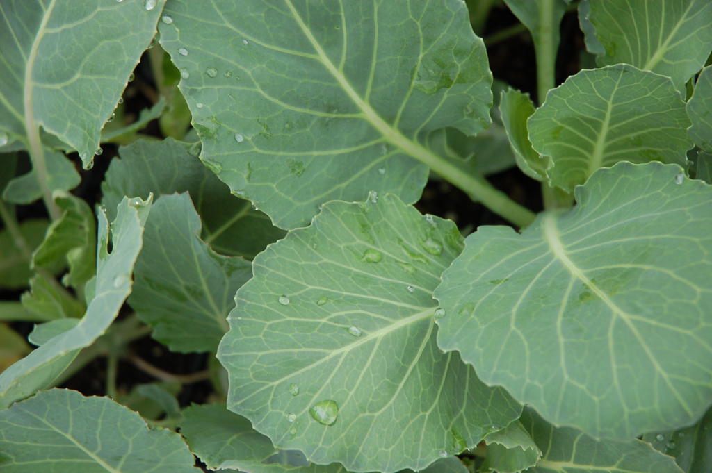 Collards_5