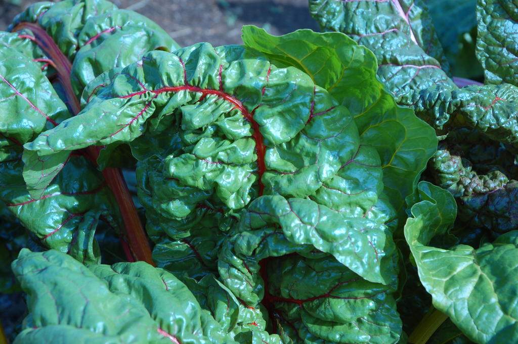 Swiss_chard_3